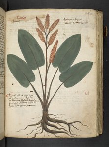 Adja hozzá az MS 41623 "A gyógynövény", Belluno (tinta és szín a pergamen) alkotó: Italian School