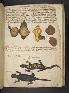 Adja hozzá az MS 41623 Chiocciole-t és Salamandra-t az „A herbal”-ból, a Belluno (tinta és szín a pergamen) alkotó: Italian School