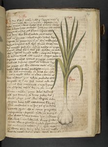 Adja hozzá az MS 41623 De Allio-t, "A herbal", Belluno (tinta és szín a pergamen) alkotó: Italian School