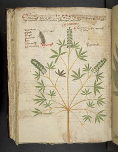 Adja hozzá az MS 41623 f.101v 