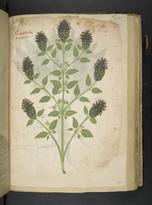 Adja hozzá az MS 41623 f.103r Consolida-t, az 