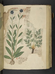 Adja hozzá az MS 41623 f.104r Sassifraga-t, az 