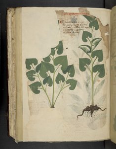 Adja hozzá az MS 41623 f.104v Anthuriumot, az 