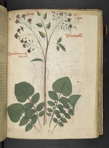 Adja hozzá az MS 41623 f.110r 