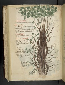 Adja hozzá az MS 41623 f.110v Mangrove fát, egy „A gyógynövényből”, Belluno (tinta és szín a pergamen) alkotó: Italian School