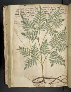 Adja hozzá az MS 41623 f.114v 