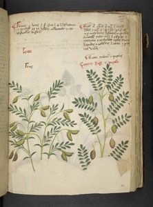 Adja hozzá az MS 41623 f.116r 