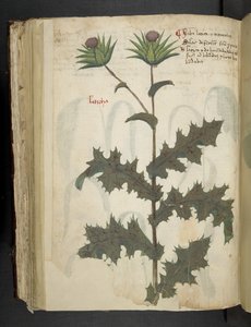 Adja hozzá az MS 41623 f.117v Thistle 
