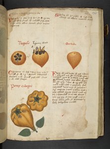 Adja hozzá az MS 41623 f.122r Pere Cotogne-t és Sorbo-t az 