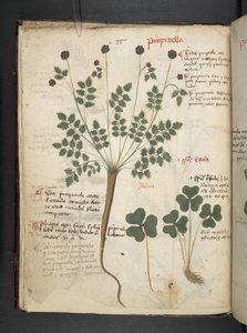 Adjon hozzá MS 41623 f.14v A gyógynövényt, Belluno (tinta és színes pergamen) alkotó: Italian School