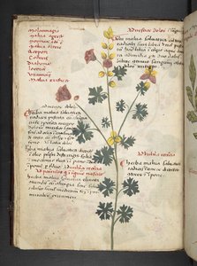 Adjon hozzá MS 41623 f.19v A gyógynövényt, Belluno (tinta és színes pergamen) alkotó: Italian School