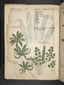 Adjon hozzá MS 41623 f.1v A gyógynövényt, Belluno (tinta és színes pergamen) alkotó: Italian School