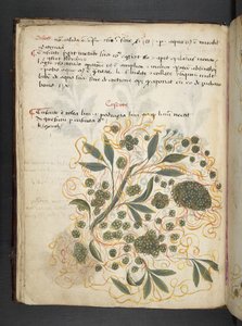 Adjon hozzá MS 41623 f.20v A gyógynövényt, Belluno (tinta és színes pergamen) alkotó: Italian School