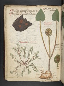 Adja hozzá az MS 41623 f.28v 