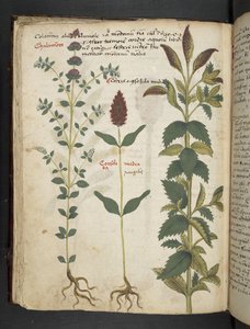 Adja hozzá az MS 41623 f.30v 