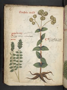 Adja hozzá az MS 41623 f.37v 