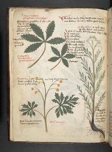 Adjon hozzá MS 41623 f.3v A gyógynövényt, Belluno (tinta és színes pergamen) alkotó: Italian School