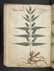 Adja hozzá az MS 41623 f.41v 