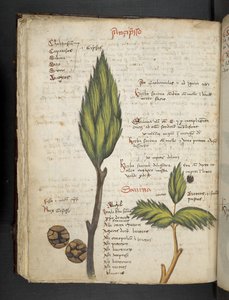 Adja hozzá az MS 41623 f.62v 