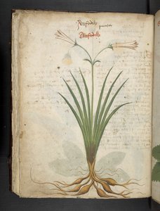 Adja hozzá az MS 41623 f.64v 