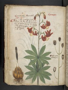 Adja hozzá az MS 41623 f.66v 