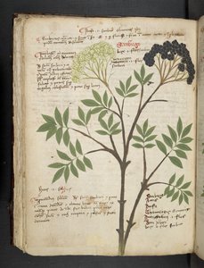 Adja hozzá az MS 41623 f.72v 