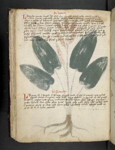 Adja hozzá az MS 41623 f.80v 