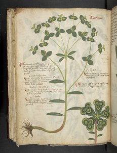Adja hozzá az MS 41623 f.94v 