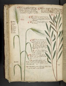 Adja hozzá az MS 41623 f.98v Orzo-t, az 