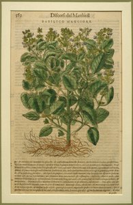 Bazsalikom, Pietro Andrea Mattioli (1501-77) 1570-ben Velencében kiadott botanikai lemeze a Discorsiból alkotó: Italian School