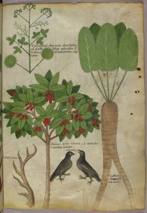 Növények és madarak botanikai illusztrációja, 1440 körül (tinta és színes papíron alkotó: Italian School