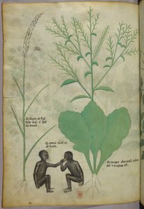 Botanikai és állatábrázolás egy növényről és két majomról, 1440 körül (tinta és szín, pergamen) alkotó: Italian School