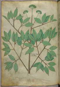 Botanikai illusztráció, 1440 körül (tinta és szín, pergamen) alkotó: Italian School
