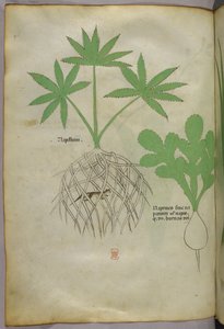 Botanikai illusztráció, 1440 körül (tinta és szín, pergamen) alkotó: Italian School