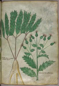 Botanikai illusztráció, 1440 körül (tinta és szín, pergamen) alkotó: Italian School