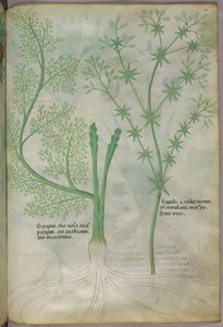 Botanikai illusztráció, 1440 körül (tinta és szín, pergamen) alkotó: Italian School
