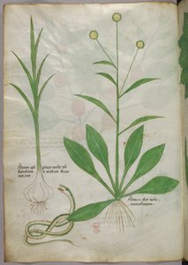Botanikai illusztráció, 1440 körül (tinta és szín, pergamen) alkotó: Italian School