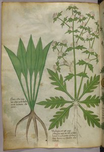 Botanikai illusztráció, 1440 körül (tinta és szín, pergamen) alkotó: Italian School
