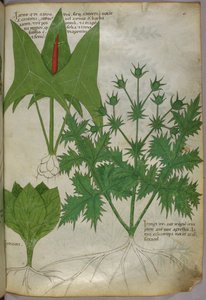 Botanikai illusztráció, 1440 körül (tinta és szín, pergamen) alkotó: Italian School