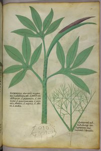 Botanikai illusztráció, 1440 körül (tinta és szín, pergamen) alkotó: Italian School