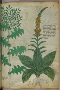 Botanikai illusztráció, 1440 körül (tinta és szín, pergamen) alkotó: Italian School