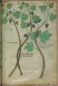 Botanikai illusztráció, 1440 körül (tinta és szín, pergamen) alkotó: Italian School