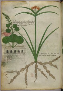 Botanikai illusztráció, 1440 körül (tinta és szín, pergamen) alkotó: Italian School