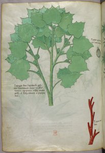 Botanikai illusztráció, 1440 körül (tinta és szín, pergamen) alkotó: Italian School