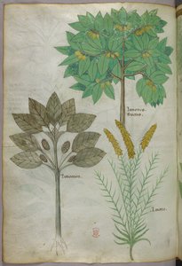 Botanikai illusztráció, 1440 körül (tinta és szín, pergamen) alkotó: Italian School