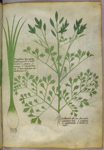 Botanikai illusztráció, 1440 körül (tinta és szín, pergamen) alkotó: Italian School
