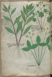Botanikai illusztráció, 1440 körül (tinta és szín, pergamen) alkotó: Italian School