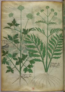 Botanikai illusztráció, 1440 körül (tinta és szín, pergamen) alkotó: Italian School