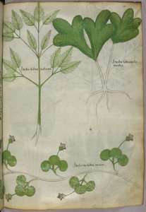 Botanikai illusztráció, 1440 körül (tinta és szín, pergamen) alkotó: Italian School