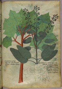 Botanikai illusztráció, 1440 körül (tinta és szín, pergamen) alkotó: Italian School